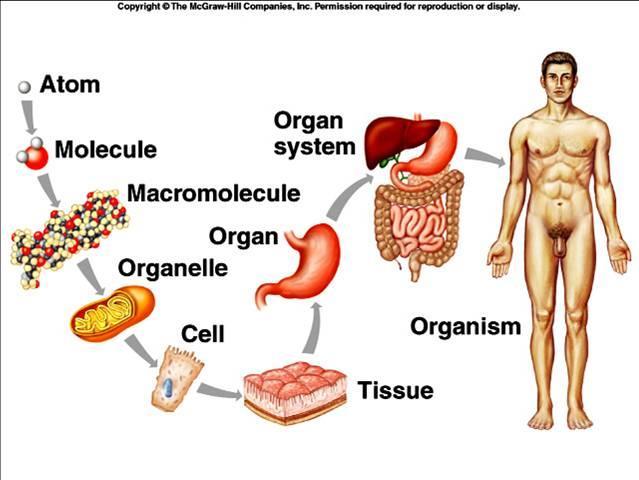 Introduction What is Anatomy and Physiology?