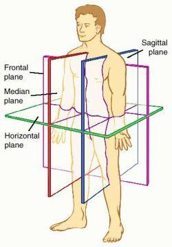 Terminology Anatomical Position is used as a reference point to accurately describe body parts and position.