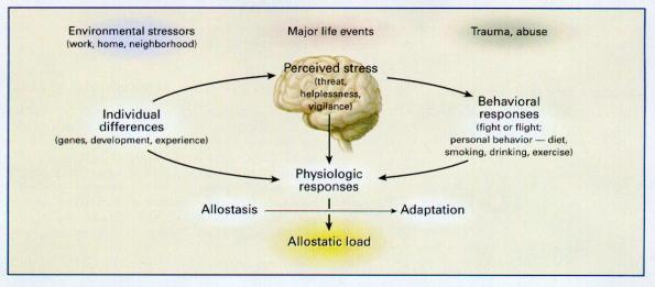 Allostasis and Allostatic Load Figure 1. The Stress Response and Development of Allostatic Load.