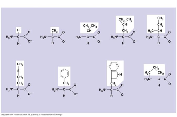 Fig. 17a Nonpolar Glycine (Gly or G) Alanine (Ala or A) Valine (Val or V) Leucine (Leu or L) Isoleucine (Ile or I) Methionine (Met or M) Phenylalanine