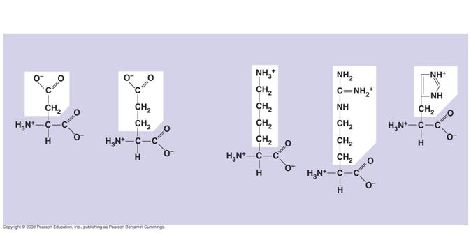17c Acidic Electrically charged Basic Aspartic acidglutamic acid (Asp or D) (Glu or E) Lysine (Lys or K) Arginine (Arg or R) Histidine (His or H) Amino