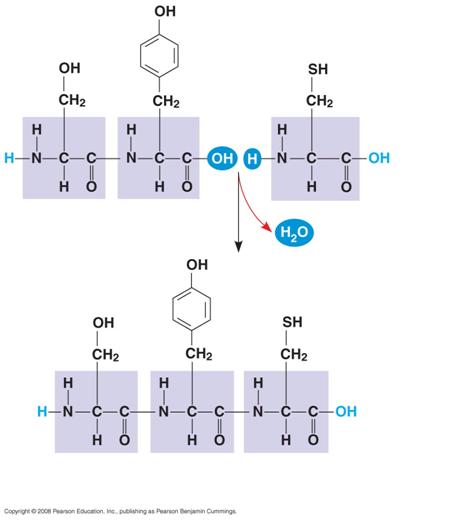 Fig. 18 Peptide bond (a) Peptide bond Side chains Backbone (b) Amino end (N terminus)