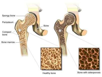 BONE MARROW Highly vascularized loose connective tissue Organized around bone vasculature