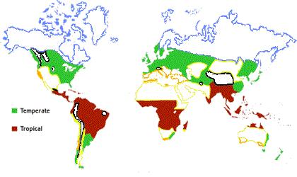 Diptera order (Clarke et al., 2002; Drew, 1989) and has approximately 4000 species of tephritid fruit flies (Dhillon et al., 2005).