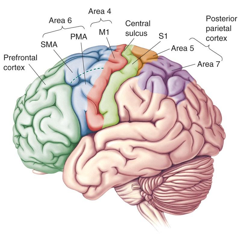 Primary motor cortex (area 4) Somatotopic organization Control of lower motor neuron Premotor cortex (area 6 laterally) Preparation of strategy of movement Sensor motor transformation Movement