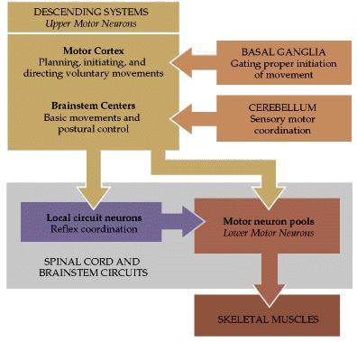 Hierarchic organization of motor system