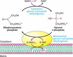 Electrons from Cytoplasmic NADH Enter Mitochondria by Shuttles NADH cannot simply pass into mitochondria for oxidation by the respiratory chain, because the inner mitochondrial membrane is