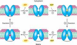 Electrons from NADH can enter the mitochondrial electron-transport chain by reducing DHAP to glycerol 3-phosphate.