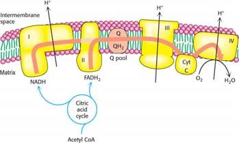 These electrons flow through the respiratory chain, which powers proton pumping and results in the reduction of O 2.