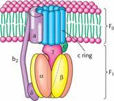 The H + concentration becomes lower in the matrix membrane potential The ph gradient and membrane potential constitute a proton-motive force that is used to drive ATP synthesis Proton-motive force (