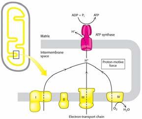 An overview of oxidative phosphorylation Figure 21.10 An overview of oxidative phosphorylation. The electrontransport chain generates a proton gradient, which is used to synthesize ATP.