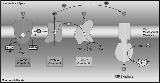 Electron Transport Chain Protons will diffuse back inside via an enzyme called synthase.