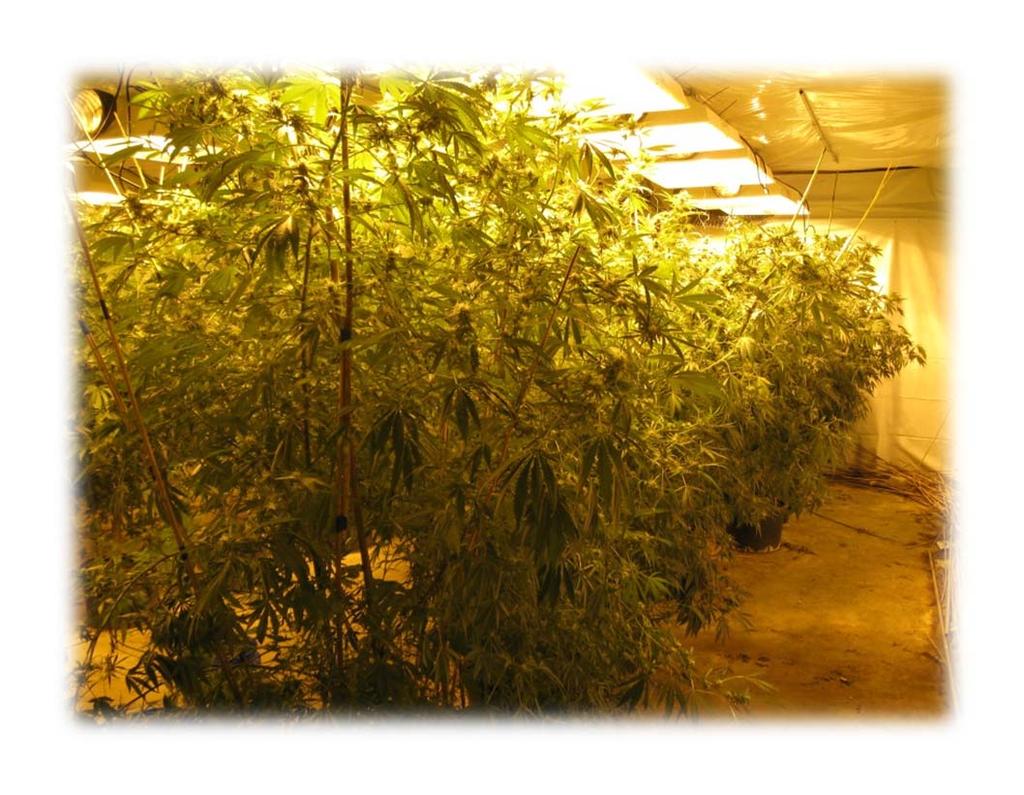 MARIJUANA Although medical use marijuana has been legalized, there are those who abuse the law