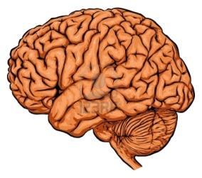 Head & Neck Brain Alzheimer's Dz Stroke/CVA No MRI Brain w/o 70551 Mental Status Change Confusion Dementia Memory Loss Suspected MS Tumor/mass/Cancer Seizures Cranial Nerve Lesions H
