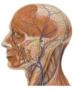 Vertigo Hearing Loss, IAC Mass Bell's palsy Pituitary Protocol Pituitary Lesion Elevated Prolactin MRA Brain Aneurysm, family hx TIA No MRA Brain w/o 70544 Anuerysm Stroke/CVA MRA Neck