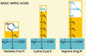 Basic Of the basic amino acid side chains, histidine has the lowest pka (around 6)