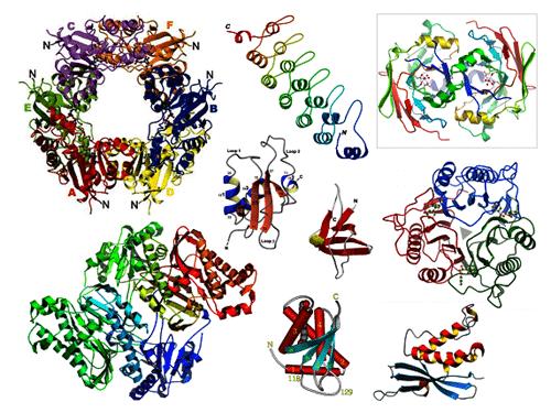 Proteins Phenotype of organism 3