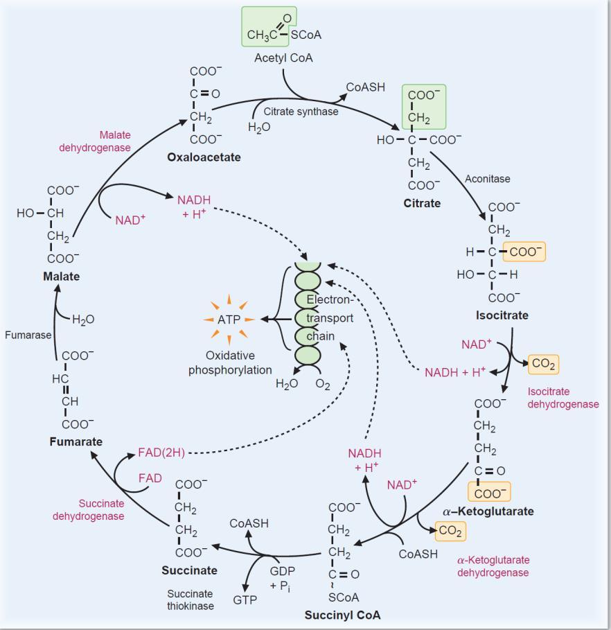 TCA CYCLE IMPORTANCE: Oxidation of 2C Acetyl Co-A 2CO 2 + 3NADH + FADH 2 (8e-s donated to O 2 in the ETC) + GTP (energy) + Heat OVERVIEW: Occurs In the mitochondrion matrix. 1.