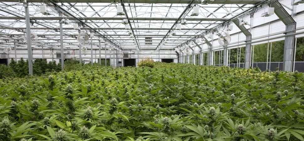 Medical Marijuana Grow Operations: Reality