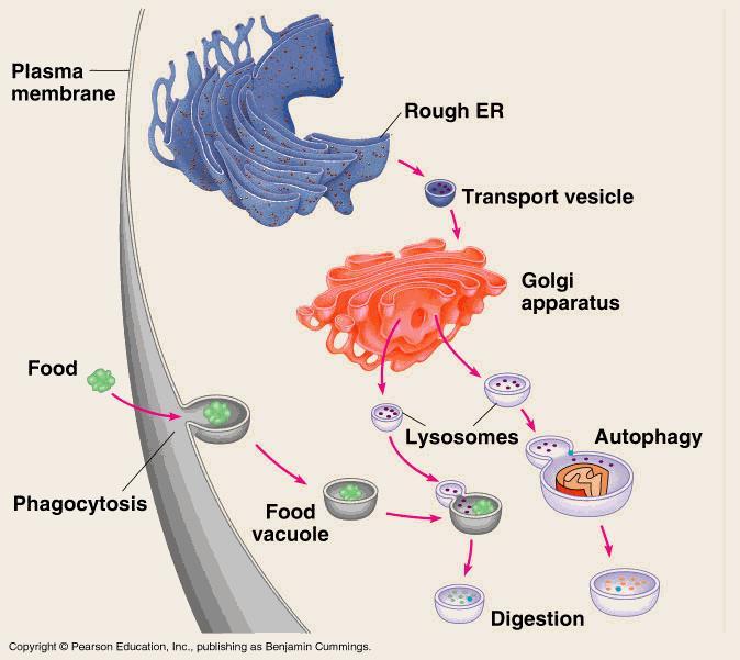 Lysosome: formation and function 6. 7. 1. 2. 3. 4. 5. 1. Transport vesicle containing inactive hydrolytic enzymes buds off the ER membrane. 2. Golgi apparatus activates hydrolytic enzymes. 3. Lysosomes containing active enzymes bud off the Golgi membrane.