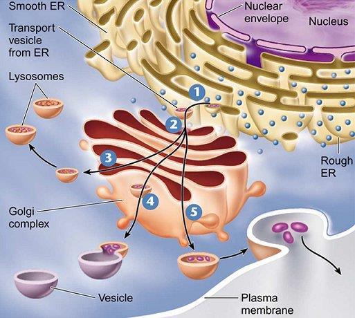 Endomembrane system Many membranes are part of the endomembrane system.