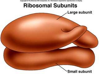 Ribosomes made of ribosomal RNA and protein, carry out protein synthesis, composed of two subunits Endoplasmic