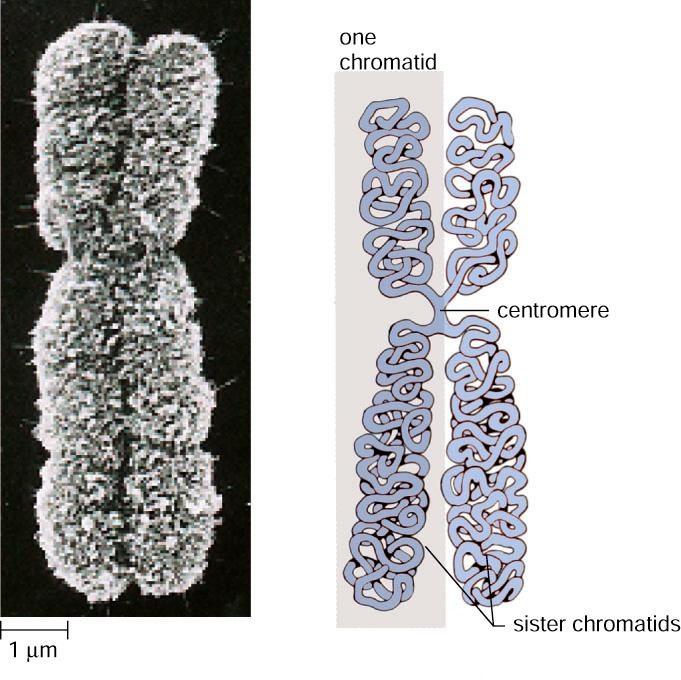 Duplicated Chromosomes Mitosis in Animal Cells Each centromere in an animal cell contains a pair of barrel-shaped organelles