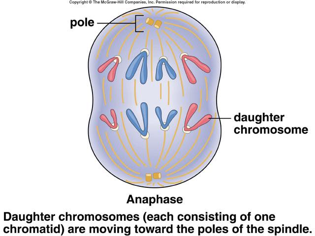 ! Chromosomes become diffuse chromatin