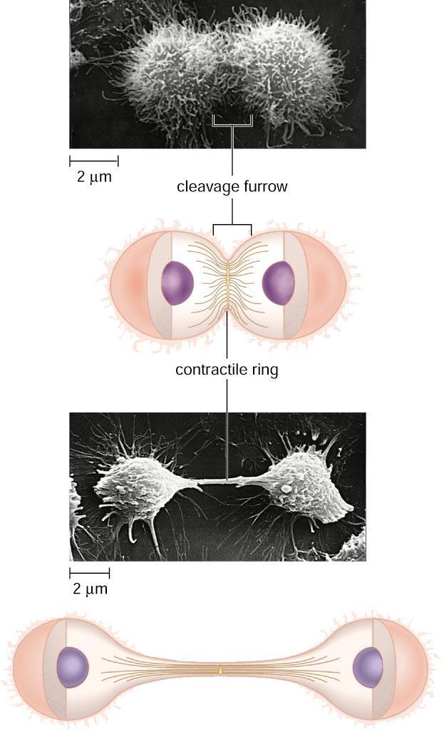 Cytokinesis Cytokinesis in Animal Cells Animal Cells Cleavage furrow, membrane indentation between daughter nuclei, begins as