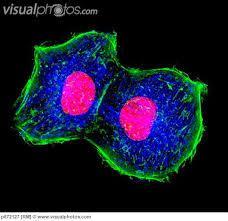 Cell Cycle From the time a cell is first formed from a dividing parent cell Until its own