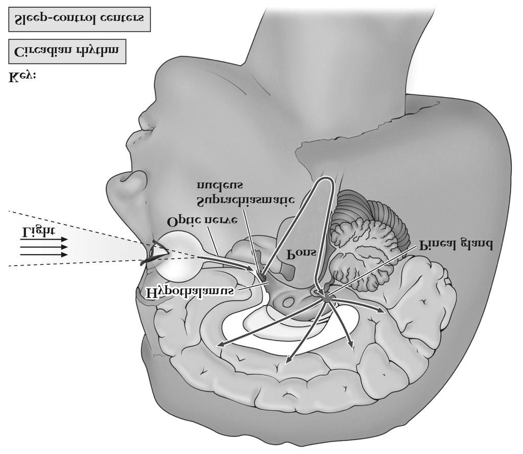 retina go to other areas suprachiasmatic nucleus (SCN) in the hypothalamus SCN ð pineal gland Jet Lag