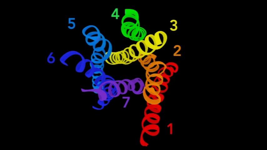 Heterotrimeric G Proteins Signaling
