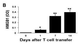 EAU Neutralizing antibodies reduce EAU) MyD88-/- mice show no
