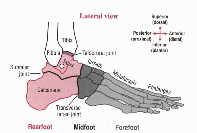 Osteologry Rearfoot-talus, calcaneus, talocrural joint.