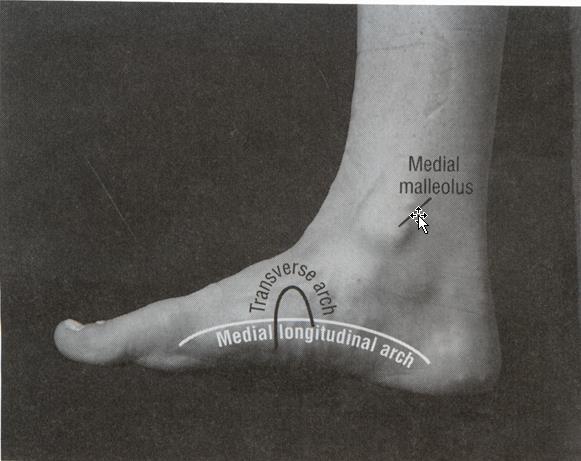 Medial longitudinal arch of the foot The characteristic concave in-step at the medial side of the foot is maintained primarily by the medial longitudinal arch.
