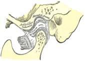 translates forward away from the temporal bone -the