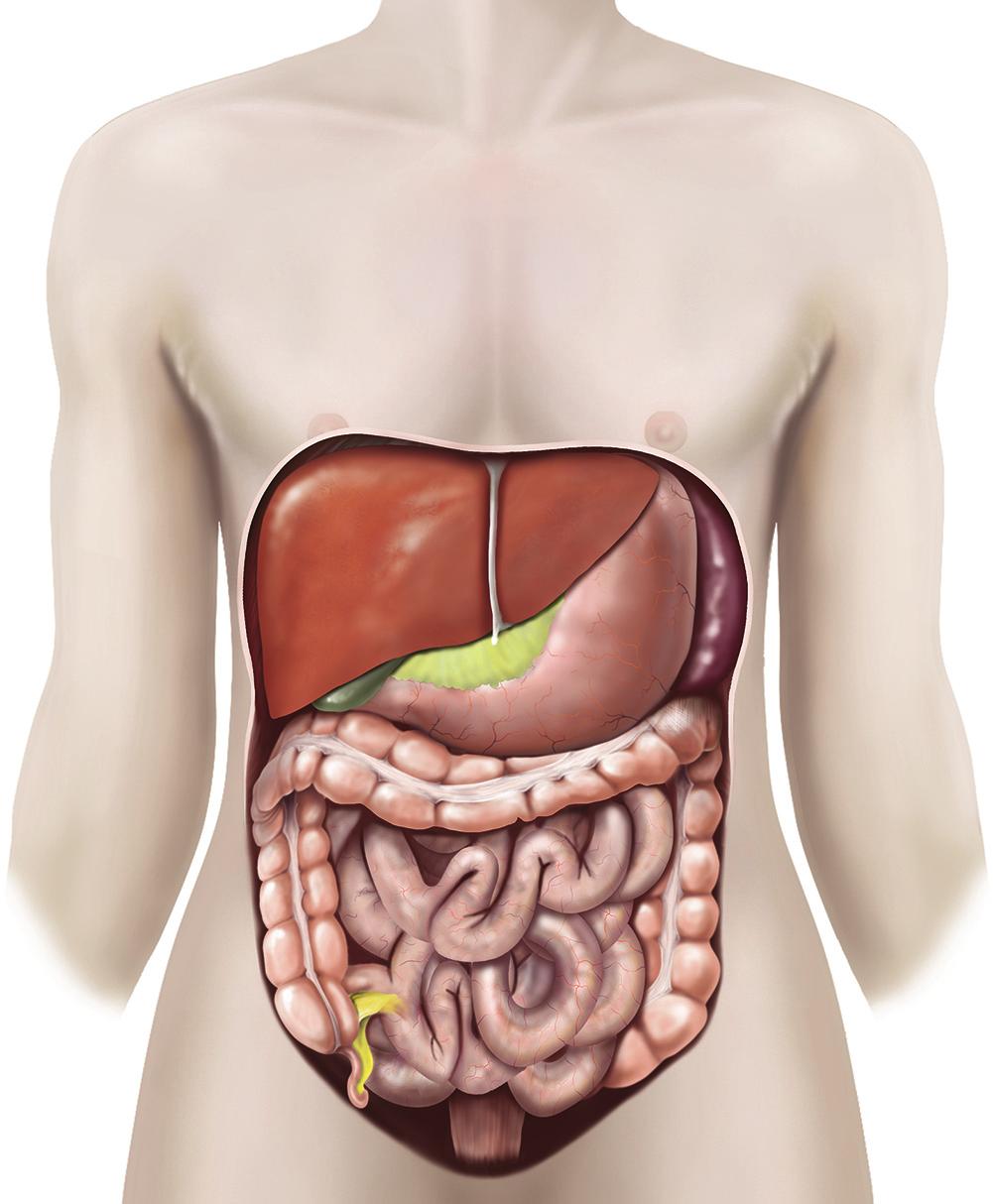 What is your spleen? Your spleen is an organ, about the size of your fist, in the upper left-hand side of your abdomen underneath your ribcage (see figure 1).