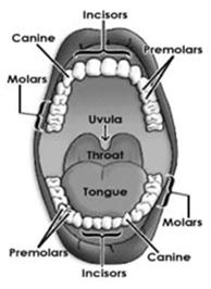 There are 4 parts of the mouth that aid in digestion: Lips Tongue Teeth Secretions
