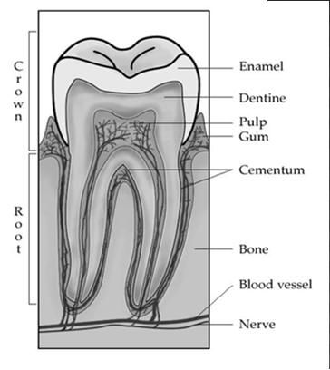 Crown Exposed portion; made of enamel & dentin Neck Surrounded by gums (gingiva) Root Fits into the alveolar process