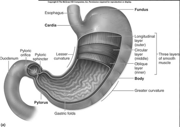 STOMACH MUSCLES: Longitudinal, Circular, Oblique Enzymes are proteases (breakdown proteins) Most common protease is
