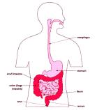 explanation of the GI Tract Slide 3 Understanding Digestion Digestion is the process that allows nutrients from your food to enter into your body and help you build and maintain all that you need to
