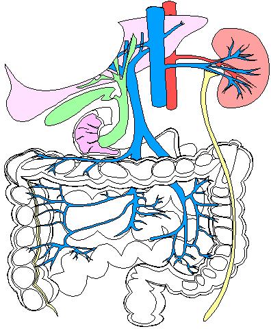 Small Intestine Most nutrients from the food pass into the bloodstream through the small intestine walls.