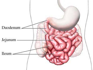 2. Jejunum Jejunum (Small Intestine) The jejunum is where the majority of absorption takes place.