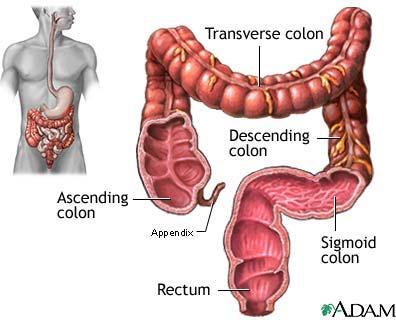 All leftover waste is compacted and stored at the end of the large intestine called the rectum.