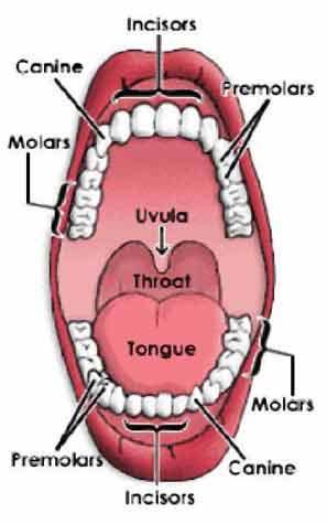 Begins when food enters the mouth. It is physically broken down by the teeth.