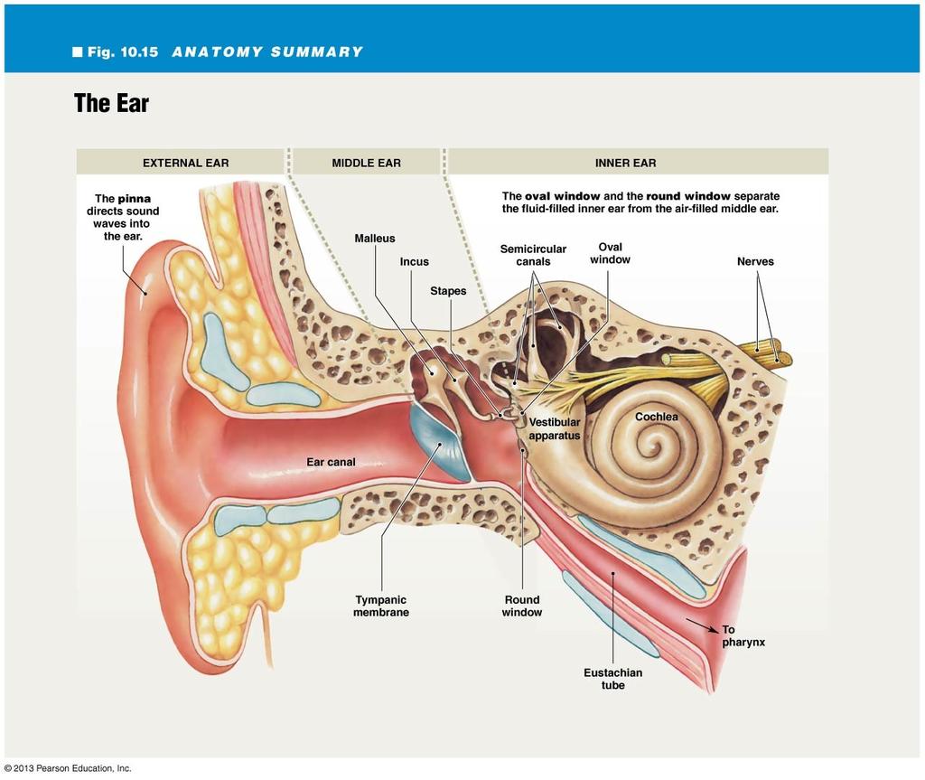 Ear Anatomy Outer ear Structures here channel and amplify the waves of sound toward the tympanic membrane Middle ear ossicles malleus, incus, stapes The Cochlea Coding of Information by the Cochlea