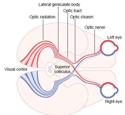 Photoreceptors bipolar cells (1 st order neuron) ganglion cells their axons form the optic nerve optic chiasma, where the nasal fibers cross to the opposite side while the temporal fibers pass in the