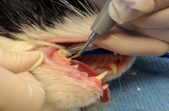 During the dental cleaning a veterinary technician monitors blood pressure, heart rate, blood oxygen levels, and other parameters to assess how the body is responding to the anesthesia.