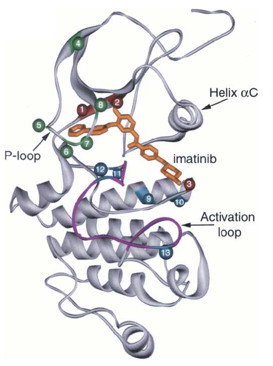 Imatinib resistant ABL mutations 1. F317 2. T315 3. F359 4. M244 5.