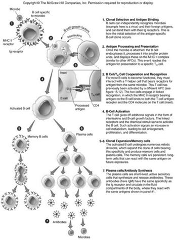 1. Activation 2. Antibody How B cells work 3. Antibody-antigen interaction 4.